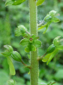 Listera ovata